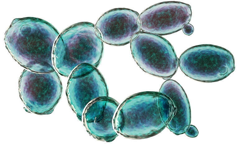 Saccharomyces cerevisiae yeast